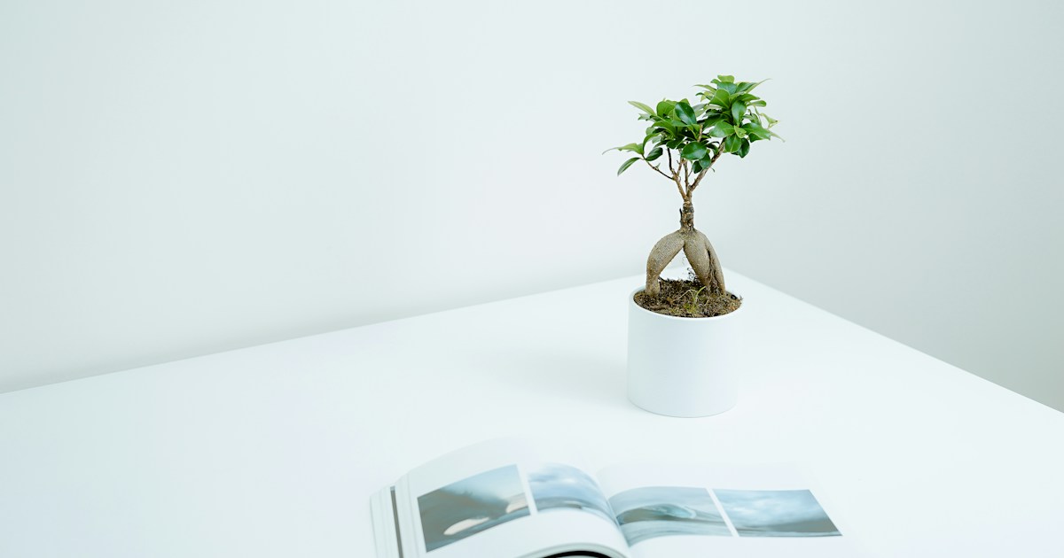白いテーブルに置かれた開いた本と緑の鉢植え
